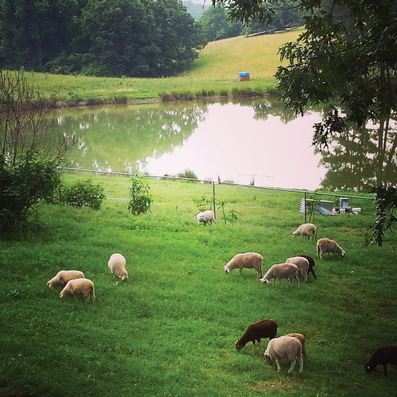 Alabama’s Dayspring Dairy